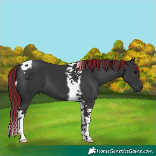 Horse Color:Painted Black Tobiano 