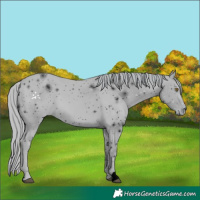 Horse Color:ERROR: UNKNOWN ANOMALY