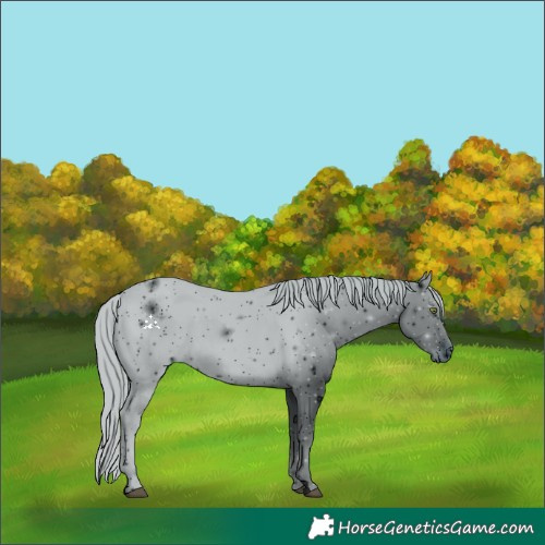 Horse Color:ERROR: UNKNOWN ANOMALY