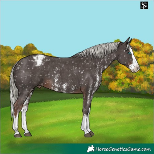 Horse Color:Liver Chestnut Mushroom Sabino Splash Snowflake Varnish