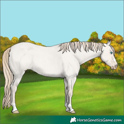 Horse Color:Smoky Creme Roan Dun 