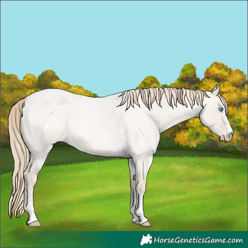 Horse Color:Smoky Creme Roan Dun 