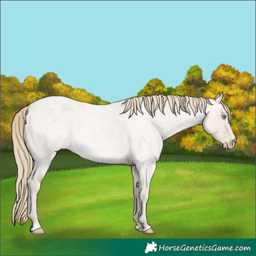 Horse Color:Smoky Creme Roan Dun 