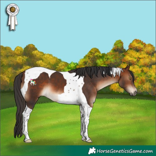 Horse Color:Brown Tobiano 