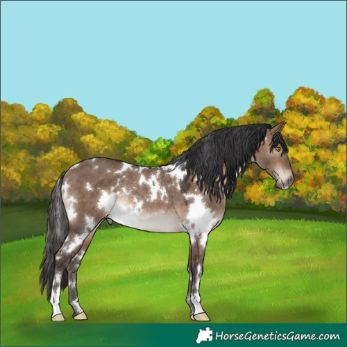 Horse Color:White Spotted Brown Dun Rabicano 
