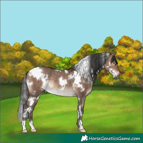 Horse Color:White Spotted Brown Dun Rabicano 