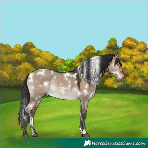 Horse Color:White Spotted Brown Dun Rabicano 