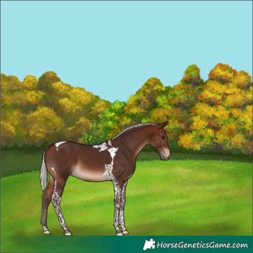 Horse Color:Silver Brown Tobiano