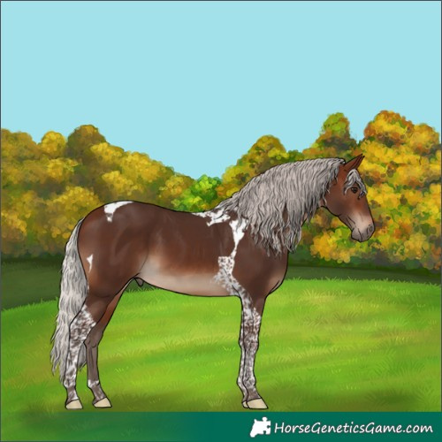 Horse Color:Silver Brown Tobiano 