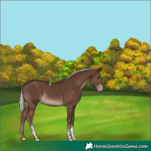 Horse Color:Silver Black Tobiano 