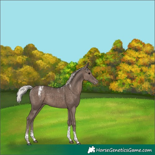 Horse Color:Powder White Silver Black Tobiano Appaloosa