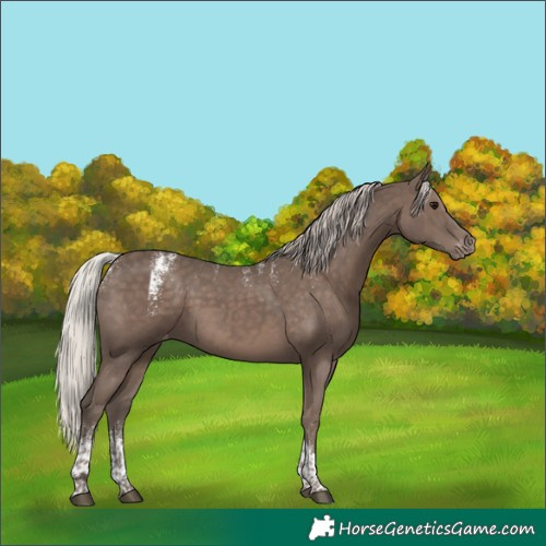 Horse Color:Powder White Silver Black Tobiano Appaloosa 