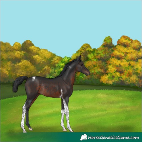 Horse Color:Brown Tobiano Rabicano 