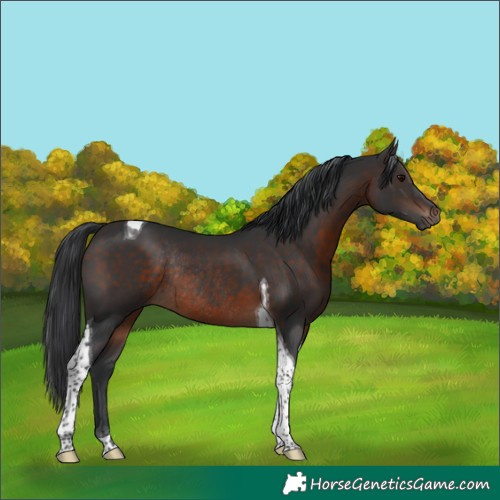 Horse Color:Brown Tobiano Rabicano 