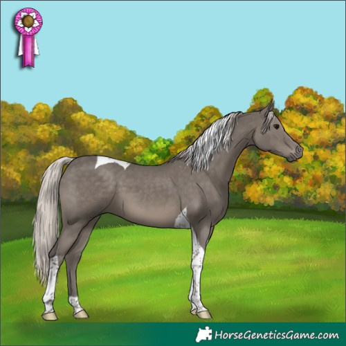 Horse Color:Silver Black Tobiano 