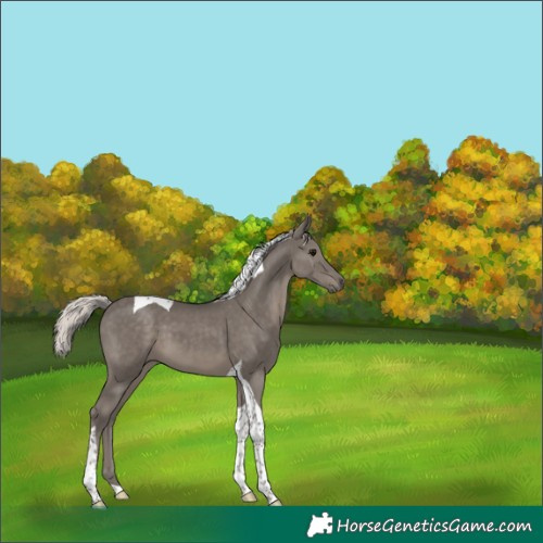 Horse Color:Silver Black Tobiano 