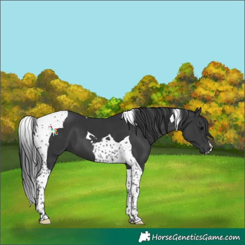 Horse Color:Black Tobiano 