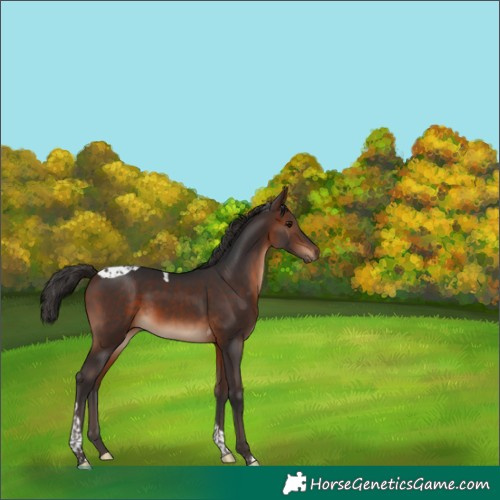 Horse Color:Brown Tobiano 