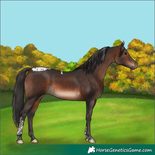 Horse Color:Brown Tobiano 