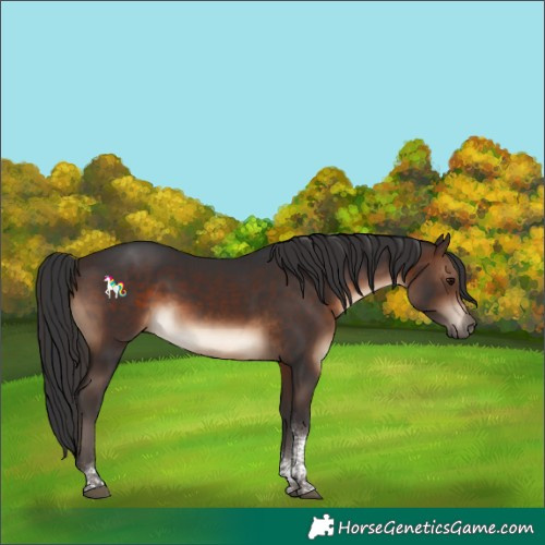 Horse Color:Brown Tobiano 
