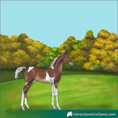 Horse Color:Silver Black Tobiano 
