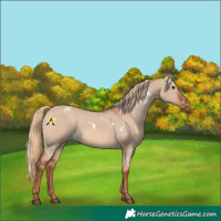 Horse Color:White Spotted Red Dun Varnish 