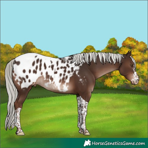 Horse Color:Liver Chestnut Mushroom Sabino Tobiano Blanket 