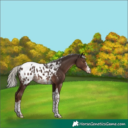 Horse Color:Liver Chestnut Mushroom Sabino Tobiano Appaloosa