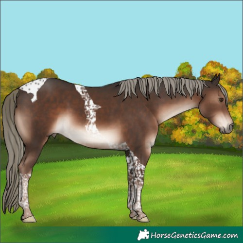 Horse Color:Liver Chestnut Mushroom Tobiano 