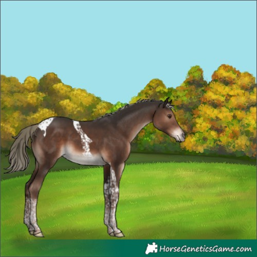 Horse Color:Liver Chestnut Mushroom Tobiano 