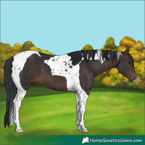 Horse Color:Brown Tobiano 