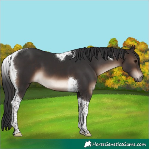 Horse Color:Brown Tobiano 