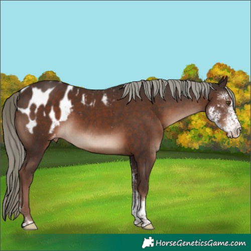 Horse Color:Liver Chestnut Mushroom Sabino Appaloosa 