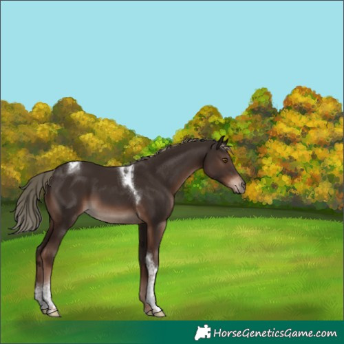 Horse Color:Liver Chestnut Mushroom Sabino Tobiano 