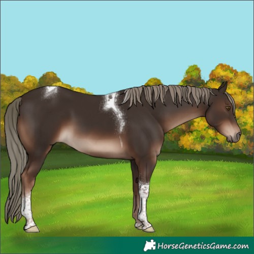 Horse Color:Liver Chestnut Mushroom Sabino Tobiano 