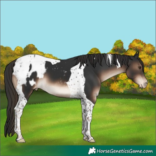 Horse Color:Liver Chestnut Tobiano Appaloosa 