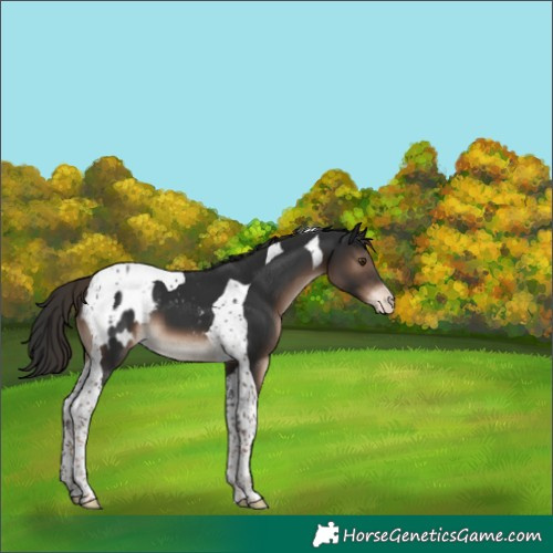 Horse Color:Liver Chestnut Tobiano Appaloosa 
