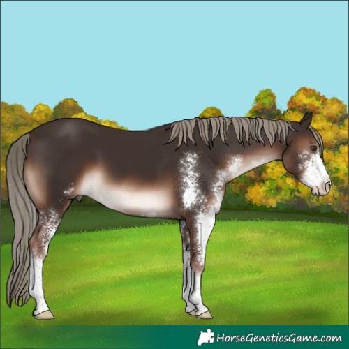 Horse Color:Liver Chestnut Mushroom Sabino 