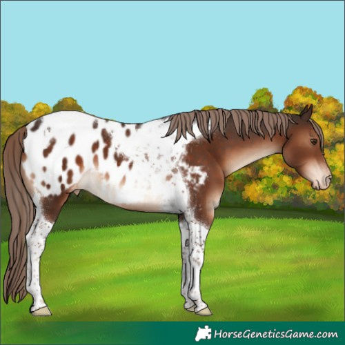 Horse Color:Liver Chestnut Tobiano Appaloosa 