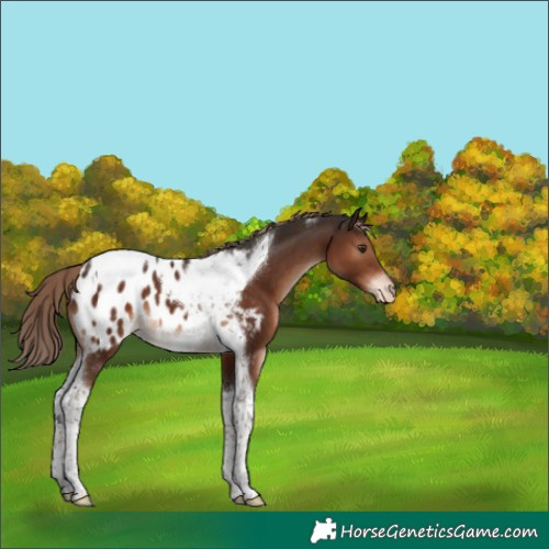 Horse Color:Liver Chestnut Tobiano Appaloosa