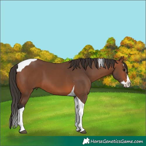 Horse Color:Bay Splash Tobiano 
