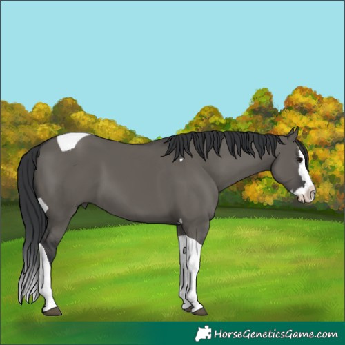 Horse Color:Grullo Splash Tobiano