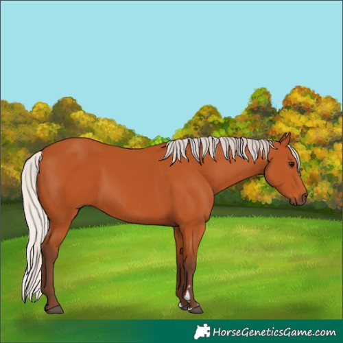 Horse Color:Silver Bay 
