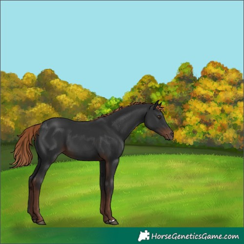 Horse Color:Liver Chestnut 