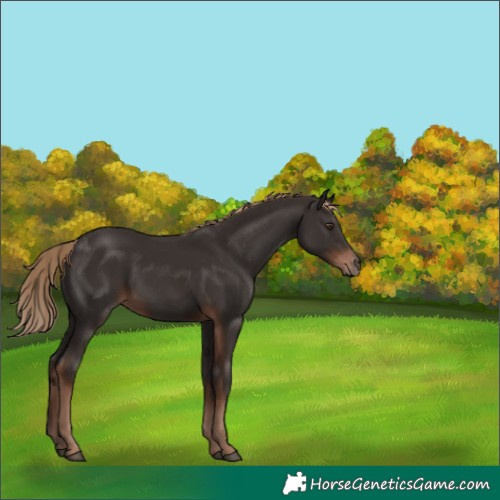Horse Color:Liver Chestnut Rabicano 