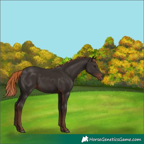 Horse Color:Liver Chestnut