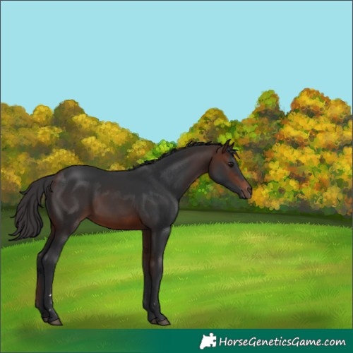 Horse Color:Brown Rabicano