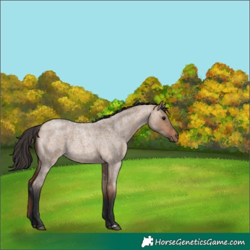 Horse Color:Bay Roan Dun 