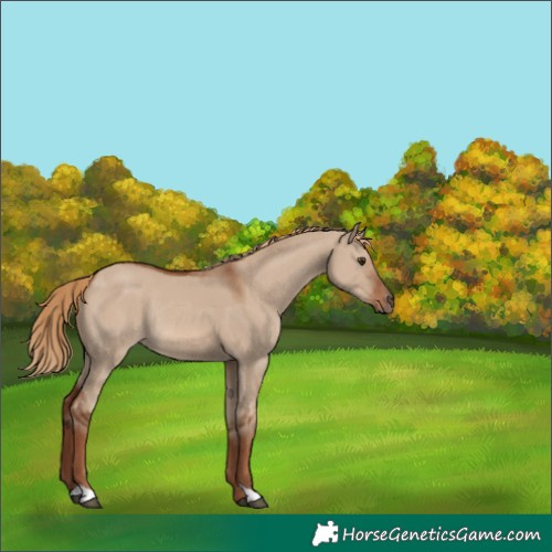 Horse Color:Red Dun Rabicano 