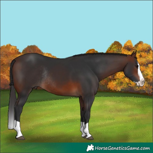 Horse Color:Brown Splash Rabicano 